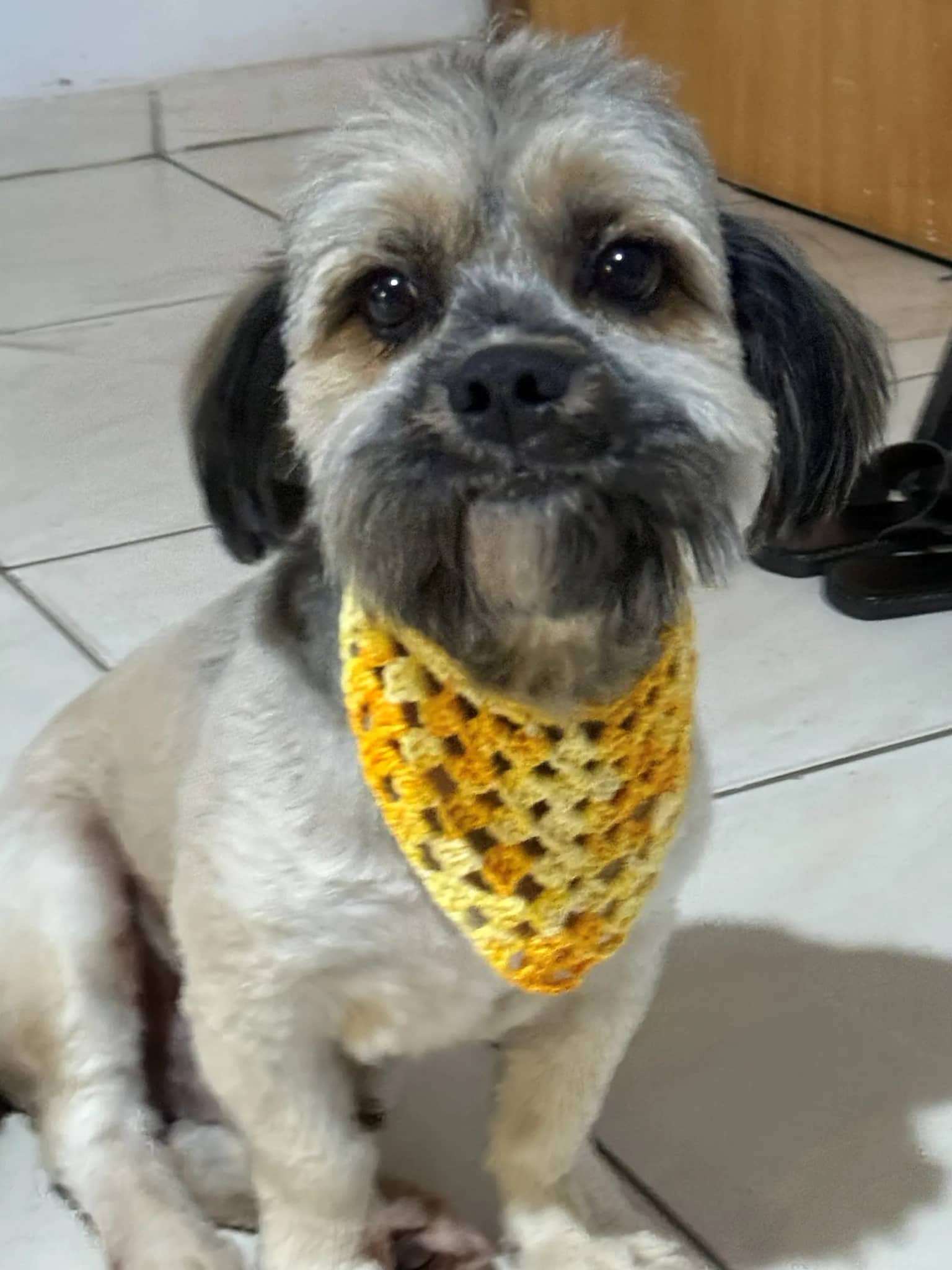 Cachorrinho de frente usando bandana de crochê degradê em tons de amarelo
